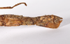 CollectionObject 1563553; d559af2a-ad80-4c43-b24c-7bb8cd2c11b1: copyright ZMHB, Berlin. female: end of abdomen, lateral view (syntype). (CollectionObject).