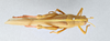 CollectionObject 2867363; CNCI 981535, 649135f5-80a7-40f0-9c03-88886c40ef68: Schistocerca flavofasciata. Dorsal view. (CollectionObject).