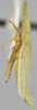 Habitus, lateral view: !! display not done !! on Dorycephalus hunnorum Emeljanov, 1964: (Observation).
