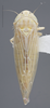 Habitus, dorsal view on Dalbulus longulus DeLong, 1950: Dorsal. (Observation).