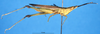 CollectionObject 1501316; 8c005e02-2291-445d-8fd0-4eb826a6677f: male, lateral view (holotype). (CollectionObject).