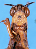 CollectionObject 1505071; 39f99438-684a-496c-ab17-f3d50835ce82, DORSA D005AM01: male, frontal view (holotype). (CollectionObject).