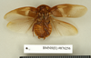 CollectionObject 1572873; 7995ea9c-bee4-478a-b0fc-0f6ed4e9c154: Copyright Natural History Museum, London. Non-type (adult male) in BM(NH). Ventral view. (CollectionObject).