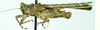CollectionObject 1584434; 56bf3eb4-23f9-43d9-b7ce-4ed225ea39aa: female, lateral view. (CollectionObject).