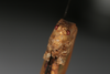 CollectionObject 1505828; 46d00773-5781-491c-9abb-7d9dd14d9757: Female, anterior view (syntype). (CollectionObject).