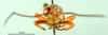 CollectionObject 1576267; 9d7e4807-c83f-4cba-9f2c-227b985e3d0d: male, frontal view (allotype). (CollectionObject).