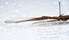 CollectionObject 1576228; 0ebdc1ac-2e83-4089-8e31-7975c0165691: copyright FRCS, Sabah. male: head & thorax, lateral view (paratype). (CollectionObject).