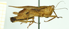 CollectionObject 1585767; c977b3ac-eeff-4af7-9d23-260757fc726e: female, lateral view (paralecotype). (CollectionObject).