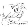 Pygofer, lateral view on Concavifer marmoratus Dlabola, 1960: as C.saggittatus. (Observation).