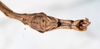 CollectionObject 1559379; NMW 307, 5bcbf320-07a8-4072-a0c5-968e84d6020b: copyright NMW, Vienna. male: end of abdomen, ventral view (holotype). (CollectionObject).