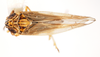 Habitus, dorsal view on Nothodelphax foveatus (Van Duzee, 1897): (Observation).