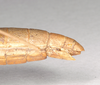 CollectionObject 1561002; NHMUK(SF IMPORT DUPLICATE) 844708, 4b5dcd0b-d6da-4636-882a-4c48ef5d5038: copyright Natural History Museum, London. female: end of abdomen, lateral view of Phasma graniferum (holotype). (CollectionObject).