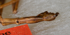 CollectionObject 1559010; b1b7af32-929c-4341-b187-0c427688e1ac: copyright USNM, Washington. (CollectionObject).;CollectionObject 1559011; 4b79db5f-56ee-41d9-945c-417a68134647: copyright USNM, Washington. (CollectionObject).