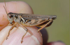 Melanoplus bruneri Scudder, 1897: male. (Otu).