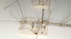 CollectionObject 1559064; 9c130f70-dfb2-439a-b847-574d280b5c2d: copyright OUMNH. female: head and thorax, lateral view (holotype). (CollectionObject).