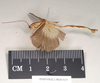CollectionObject 1562150; ac44a805-3df0-439b-9533-8168752763e5: copyright Natural History Museum, London. male, lateral view (holotype). (CollectionObject).