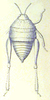 Bufonacris terrestris Walker, 1871: Pl. 2, Fig. 15. female, dorsal view. (Otu).