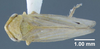 Habitus, dorsal view: !! display not done !! on Macropsis (Macropsis) ocellata Provancher, 1872: (Observation).