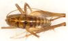 CollectionObject 1499643; 44b81869-ac6e-42a8-928e-e5d58013c8f5: female, dorsal view (allotype). (CollectionObject).