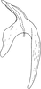 Aedeagus, lateral view on Fagocyba douglasi (Edwards, 1878): Aedeagus, lateral view. (Observation).