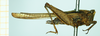 CollectionObject 1587009; 7bd7f067-5e60-4b6e-a763-b5076000a671, NHMUKNHNUK010924787: female, lateral view (syntype). (CollectionObject).