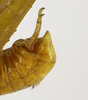 CollectionObject 1588734; 11249372-3d4f-4465-9e00-f34d74f9520e: male abdominal terminalia, lateral view. (CollectionObject).