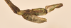 CollectionObject 1557324; 88f5273c-3787-4a94-a576-769194d15fb7: copyright OUMNH. male: end of abdomen, lateral view (holotype). (CollectionObject).