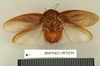 Ergaula capensis (Saussure, 1893): Copyright Natural History Museum, London. Lectotype (adult male) of synonym Dyscologamia wollastoni Kirby, 1909 in BM(NH). Dorsal view. (Otu).