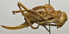 CollectionObject 1535966; 76d4dfaa-91ae-497a-bd15-9353a6fc03e6: female, lateral view (syntype). (CollectionObject).