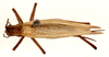 CollectionObject 1499578; 05077ca9-f92e-4195-bc3c-c507fa1eed0b: female, dorsal view (allotype). (CollectionObject).