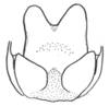 Ceuthophilus (Geotettix) carlsbadensis Caudell, 1924: Fig. 773. male subgenital plate. (Otu).
