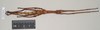 CollectionObject 1563685; 40ff26dc-6cda-4ff4-a8bb-01372c4da534: copyright Natural History Museum, London. female (paratype). (CollectionObject).