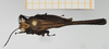 CollectionObject 1592592; 9a1878a7-a422-41ce-bab5-d6cb46c3e783: male, dorsal view (holotype). (CollectionObject).