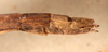 CollectionObject 1560981; NMW 224, ad8f143d-ddf6-4f0f-8d57-d7638040d607: copyright NMW, Vienna. female: end of abdomen, lateral view of synonym Perliodes grisescens (lectotype).., Vienna. (CollectionObject).