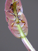 Walaphyllium monteithi (Brock & Hasenpusch, 2003): Copyright Jack Hasenpusch. Newly-hatched nymph after feeding. (Otu).