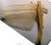 CollectionObject 1503401; MBBJ 3226042, ca46cca4-244e-48da-9972-0201fdff8bcc: male, dorsal view. (CollectionObject).