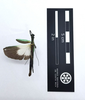 CollectionObject 1599765; MNCR 3,878,725, a1b438dd-f78e-4145-a57b-c54f1ed0d462: copyright MNCR. male (paratype). (CollectionObject).