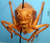 CollectionObject 1530690; 79a2546f-0856-4929-be33-f16e55ae0758, DORSA STcorabrS01: male, frontal view (holotype). (CollectionObject).
