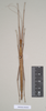 CollectionObject 1562744; NHMUK(SF IMPORT DUPLICATE) 844839, f991f9d2-25ac-401c-9880-f67c5e214fb3: copyright Natural History Museum, London. female (paratype). (CollectionObject).
