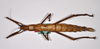 CollectionObject 1559887; 74134ed5-ba71-4aea-98fd-17ae53c90090: copyright ZMHB, Berlin. female, dorsal view of synonym Monandroptera parallela (holotype). (CollectionObject).