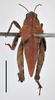 CollectionObject 1596018; b1e08d2d-e1b5-4699-b31a-f79484d5eceb, MZLU178063: male, dorsal view (holotype of Acridium laterale) (scale bar 5 mm). (CollectionObject).