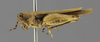 CollectionObject 1523086; 15f60377-b950-4bf7-b0be-f1e4e04a4db4: female, lateral view (lectotype). (CollectionObject).
