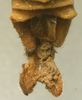 CollectionObject 1516961; 34b83528-fe29-46ae-85b1-0b440fc870ca: male cerci (holotype of Pseudophyllus concinnus). (CollectionObject).
