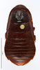 CollectionObject 1587521; MNHN(SF IMPORT DUPLICATE) MNHN-EP-EP812, 91889ba3-0458-456f-a44f-0eb361d313bf: CC BY-NC-ND 4.0/MNHN - Depraetere Marion - 2014. Paratype, male, of parvus Grandcolas & Park, 2005. Specimen number: MNHN-EP-EP812. http://coldb.mnhn.fr/catalognumber/mnhn/ep/ep812. (CollectionObject).