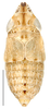 Habitus, dorsal view: Chiasmus sp., dorsal habitus (INHS). (Observation).