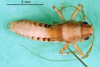 CollectionObject 1502055; 86106bf5-d01a-42d1-a33f-49b01a7f9b03: male, dorsal view (paratype). (CollectionObject).