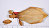 CollectionObject 1563787; 91e7e7e6-dc8a-4f73-90a3-48cd74e93983: copyright ANSP. female, dorsal view (paratype). (CollectionObject).