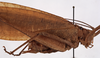 CollectionObject 1534509; 4c79a0fc-b7a5-4c3d-9485-69e46eebcb95: male, lateral view (holotype). (CollectionObject).