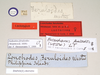 CollectionObject 1558652; NHMUK(SF IMPORT DUPLICATE) 845051, a9db6791-05d9-42c1-a67f-2d288a446cec: copyright Natural History Museum, London. female, data labels (lectotype). (CollectionObject).