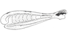 Dichroplus patruelis (Stål, 1861): Fig. 16B. hind femur, internal face. (Otu).